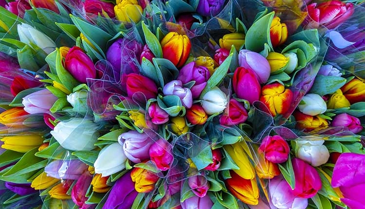Tulip Bouquet. SMR Group is Recruiting for New Security Jobs.