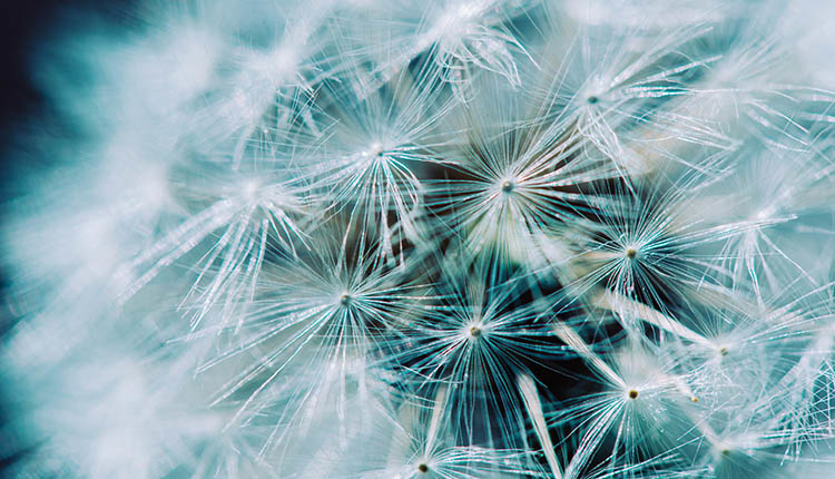 Dandelion Seedhead. SMR Group is recruiting for a Senior Global Enterprise Resilience Analyst.