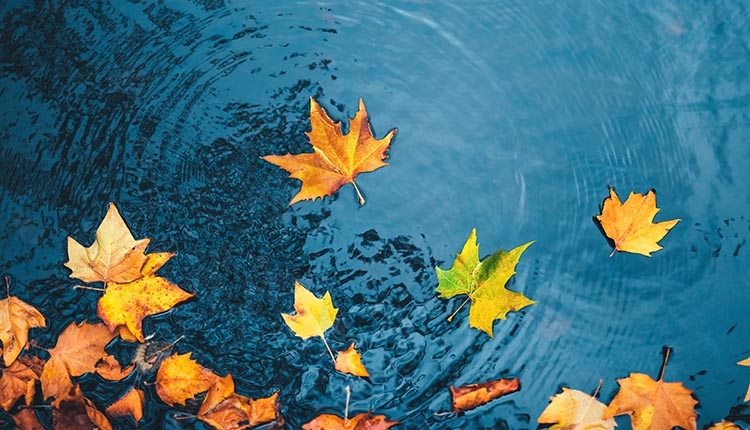 Fall Leaves on Water. SMR Group is Recruiting for New Security Jobs.