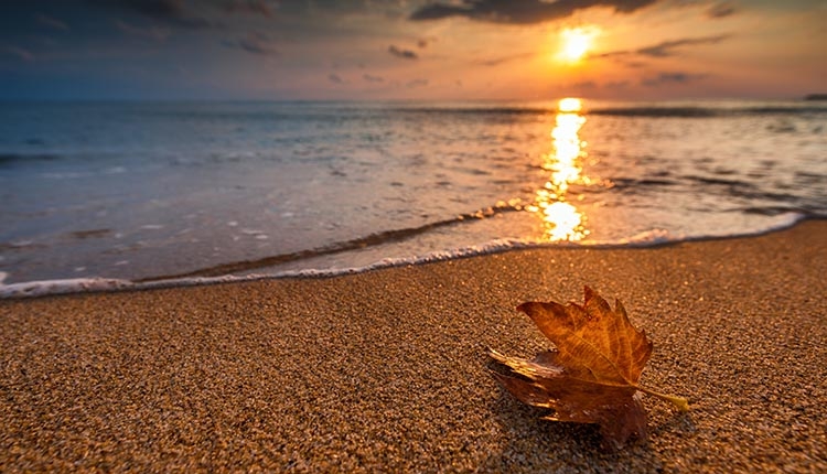 Autumn leaf on beach. The Edit: Early Fall 2023 – Family Office Feature