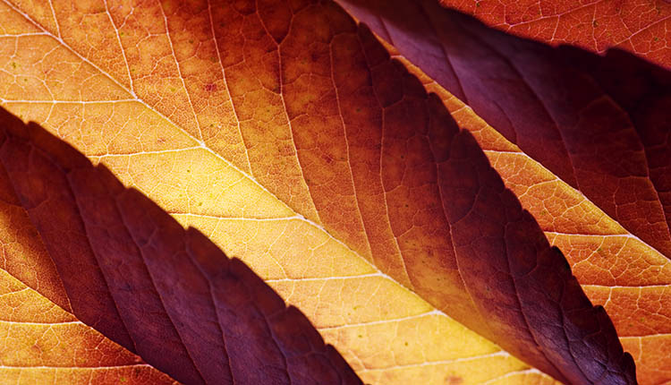 Fall Leaves. SMR Group is recruiting for 15 New US-Based Security Jobs!