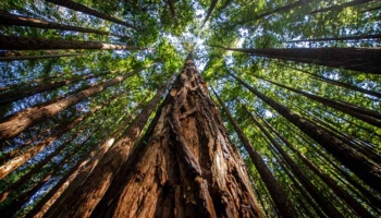 Giant Sequoia Trees. SMR Group is recruiting for a Director, Security and Risk Management.
