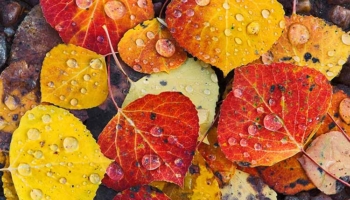 Fall Leaves. SMR Group is recruiting for multiple Senior Executive Protection and Intelligence Specialists.